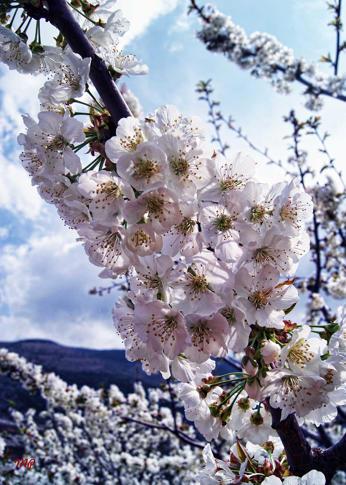 programa cerezo en flor