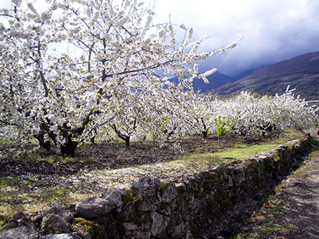programa lluvia de petalos